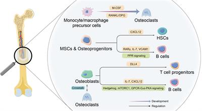 Current Understanding of Osteoimmunology in Certain Osteoimmune Diseases